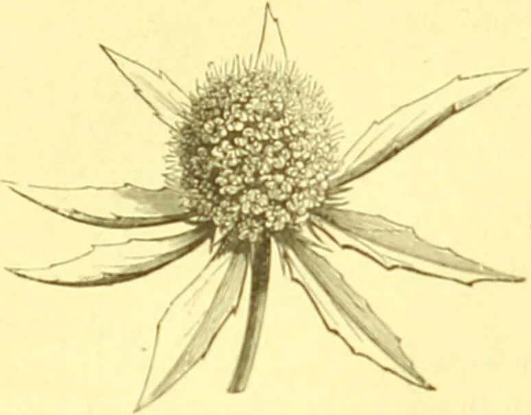 An illustration from Flore pittoresque de la France : anatomie, physiologie, classification, description des plantes indigènes et cultivées au point de vue de l'agriculture, de l'horticulture et de la sylviculture / publiée sous la direction de J. Rothschild., 1885, leaf 252