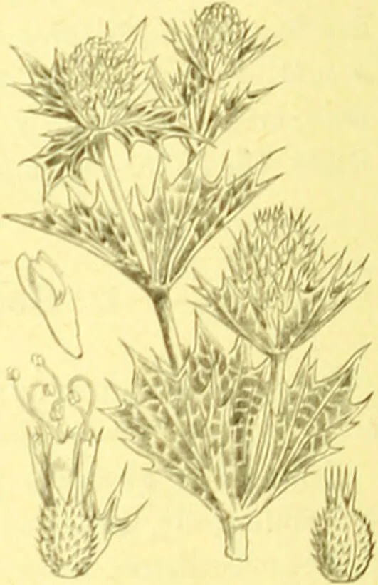 An illustration from Flore pittoresque de la France : anatomie, physiologie, classification, description des plantes indigènes et cultivées au point de vue de l'agriculture, de l'horticulture et de la sylviculture / publiée sous la direction de J. Rothschild., 1885, leaf 252
