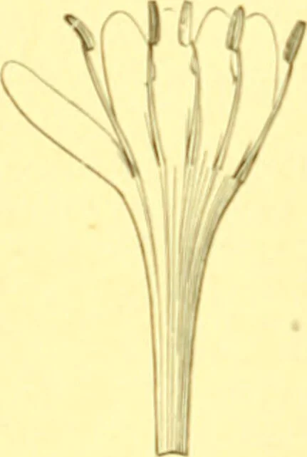 An illustration from Flore pittoresque de la France : anatomie, physiologie, classification, description des plantes indigènes et cultivées au point de vue de l'agriculture, de l'horticulture et de la sylviculture / publiée sous la direction de J. Rothschild., 1885, leaf 254