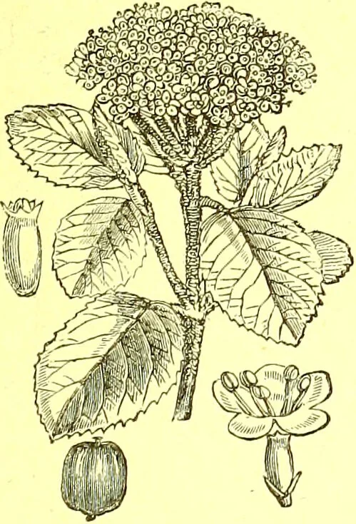 An illustration from Flore pittoresque de la France : anatomie, physiologie, classification, description des plantes indigènes et cultivées au point de vue de l'agriculture, de l'horticulture et de la sylviculture / publiée sous la direction de J. Rothschild., 1885, leaf 257
