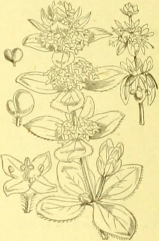 An illustration from Flore pittoresque de la France : anatomie, physiologie, classification, description des plantes indigènes et cultivées au point de vue de l'agriculture, de l'horticulture et de la sylviculture / publiée sous la direction de J. Rothschild., 1885, leaf 258