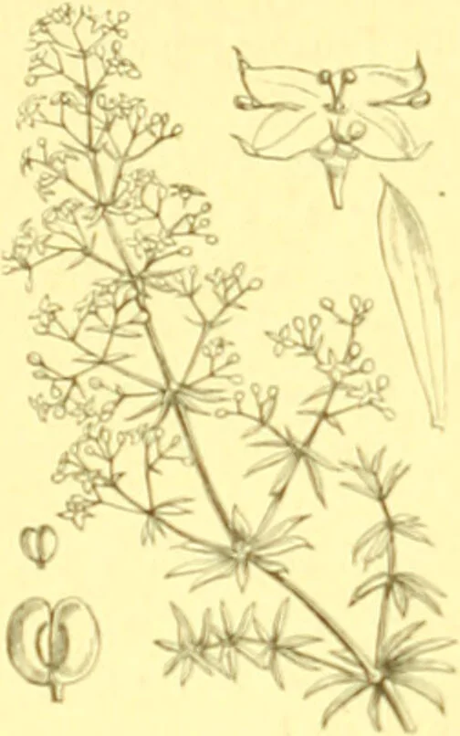 An illustration from Flore pittoresque de la France : anatomie, physiologie, classification, description des plantes indigènes et cultivées au point de vue de l'agriculture, de l'horticulture et de la sylviculture / publiée sous la direction de J. Rothschild., 1885, leaf 258
