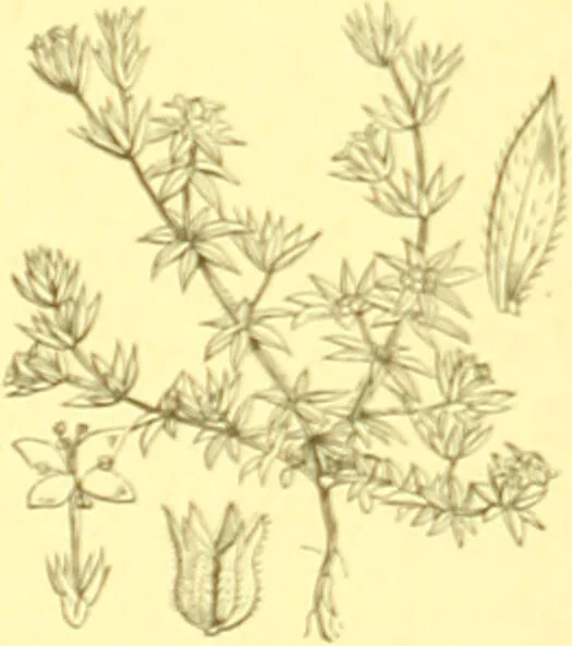 An illustration from Flore pittoresque de la France : anatomie, physiologie, classification, description des plantes indigènes et cultivées au point de vue de l'agriculture, de l'horticulture et de la sylviculture / publiée sous la direction de J. Rothschild., 1885, leaf 258