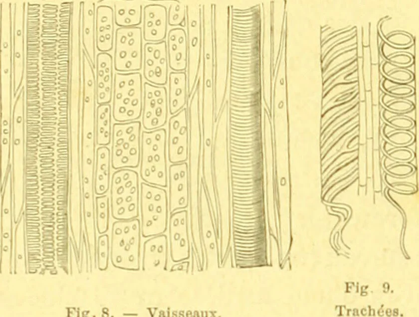 An illustration from Flore pittoresque de la France : anatomie, physiologie, classification, description des plantes indigènes et cultivées au point de vue de l'agriculture, de l'horticulture et de la sylviculture / publiée sous la direction de J. Rothschild., 1885, leaf 26