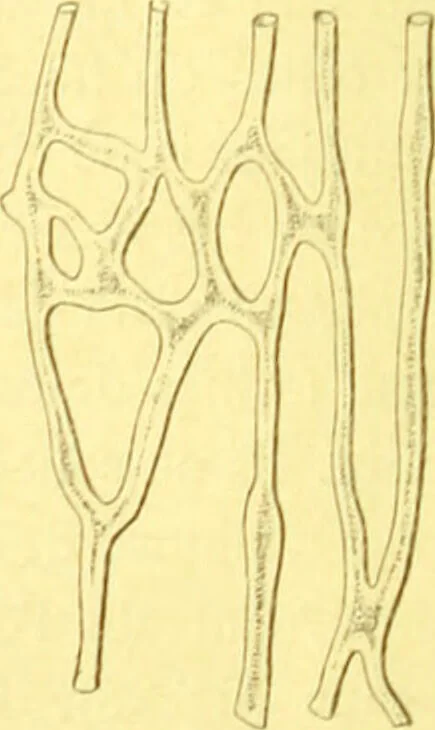 An illustration from Flore pittoresque de la France : anatomie, physiologie, classification, description des plantes indigènes et cultivées au point de vue de l'agriculture, de l'horticulture et de la sylviculture / publiée sous la direction de J. Rothschild., 1885, leaf 26