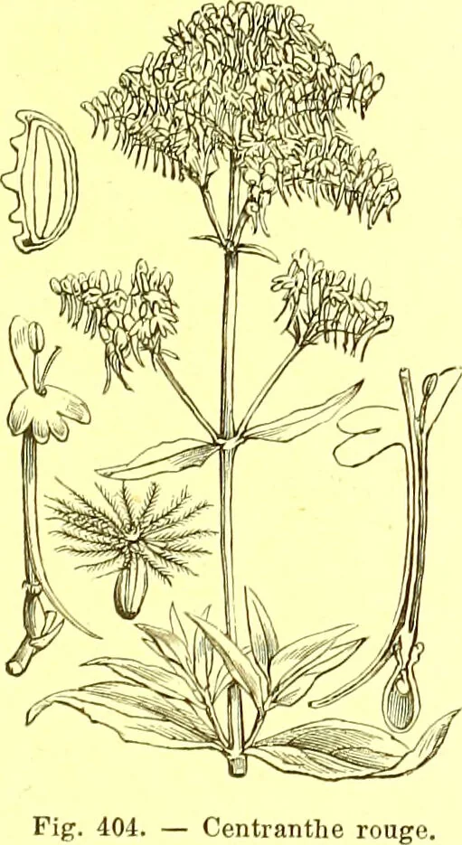 An illustration from Flore pittoresque de la France : anatomie, physiologie, classification, description des plantes indigènes et cultivées au point de vue de l'agriculture, de l'horticulture et de la sylviculture / publiée sous la direction de J. Rothschild., 1885, leaf 261