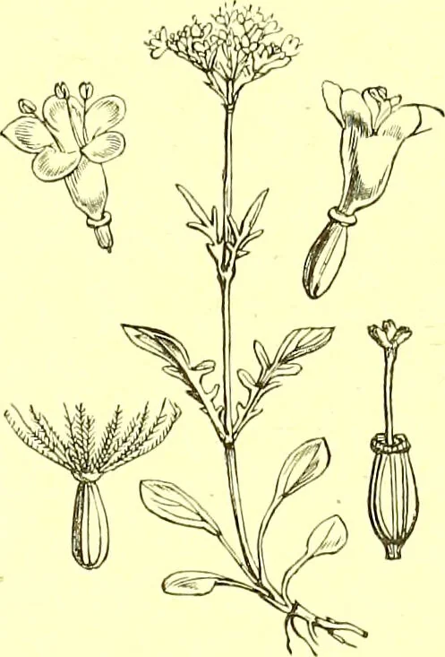 An illustration from Flore pittoresque de la France : anatomie, physiologie, classification, description des plantes indigènes et cultivées au point de vue de l'agriculture, de l'horticulture et de la sylviculture / publiée sous la direction de J. Rothschild., 1885, leaf 261