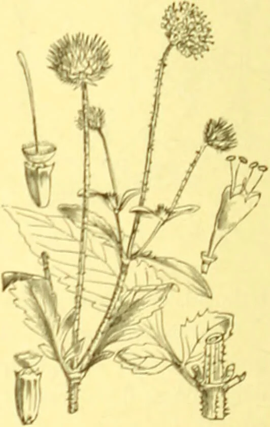 An illustration from Flore pittoresque de la France : anatomie, physiologie, classification, description des plantes indigènes et cultivées au point de vue de l'agriculture, de l'horticulture et de la sylviculture / publiée sous la direction de J. Rothschild., 1885, leaf 262