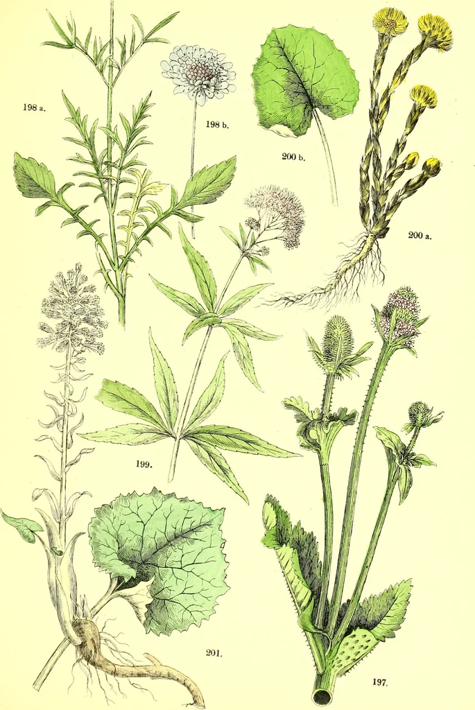 An illustration from Flore pittoresque de la France : anatomie, physiologie, classification, description des plantes indigènes et cultivées au point de vue de l'agriculture, de l'horticulture et de la sylviculture / publiée sous la direction de J. Rothschild., 1885, leaf 263
