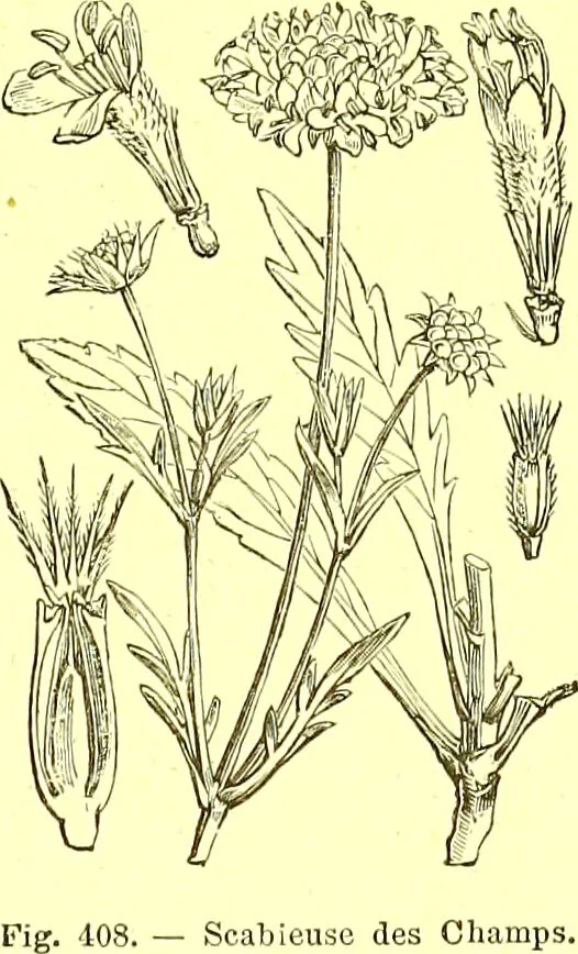 An illustration from Flore pittoresque de la France : anatomie, physiologie, classification, description des plantes indigènes et cultivées au point de vue de l'agriculture, de l'horticulture et de la sylviculture / publiée sous la direction de J. Rothschild., 1885, leaf 265