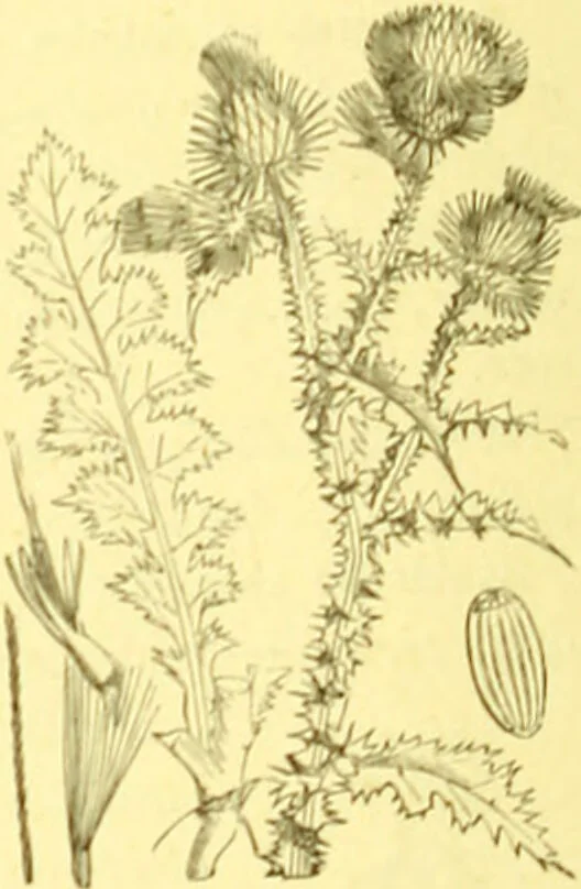 An illustration from Flore pittoresque de la France : anatomie, physiologie, classification, description des plantes indigènes et cultivées au point de vue de l'agriculture, de l'horticulture et de la sylviculture / publiée sous la direction de J. Rothschild., 1885, leaf 266