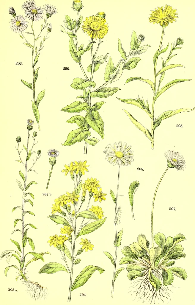 An illustration from Flore pittoresque de la France : anatomie, physiologie, classification, description des plantes indigènes et cultivées au point de vue de l'agriculture, de l'horticulture et de la sylviculture / publiée sous la direction de J. Rothschild., 1885, leaf 267