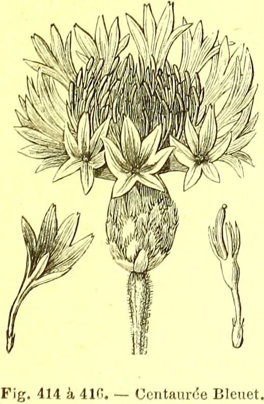 An illustration from Flore pittoresque de la France : anatomie, physiologie, classification, description des plantes indigènes et cultivées au point de vue de l'agriculture, de l'horticulture et de la sylviculture / publiée sous la direction de J. Rothschild., 1885, leaf 269