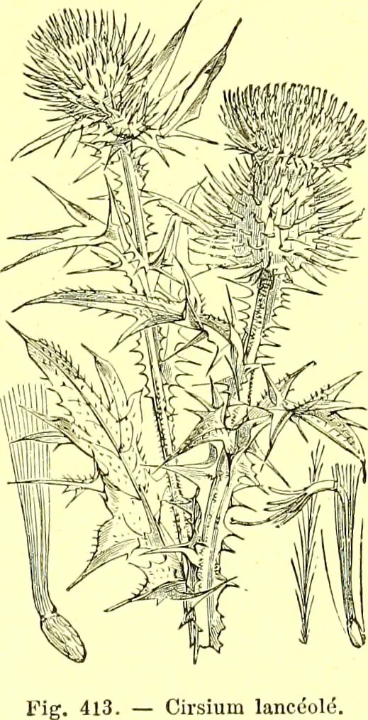 An illustration from Flore pittoresque de la France : anatomie, physiologie, classification, description des plantes indigènes et cultivées au point de vue de l'agriculture, de l'horticulture et de la sylviculture / publiée sous la direction de J. Rothschild., 1885, leaf 269