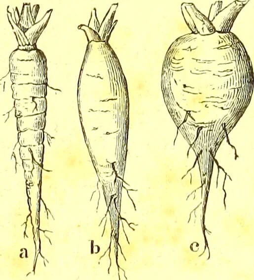 An illustration from Flore pittoresque de la France : anatomie, physiologie, classification, description des plantes indigènes et cultivées au point de vue de l'agriculture, de l'horticulture et de la sylviculture / publiée sous la direction de J. Rothschild., 1885, leaf 27