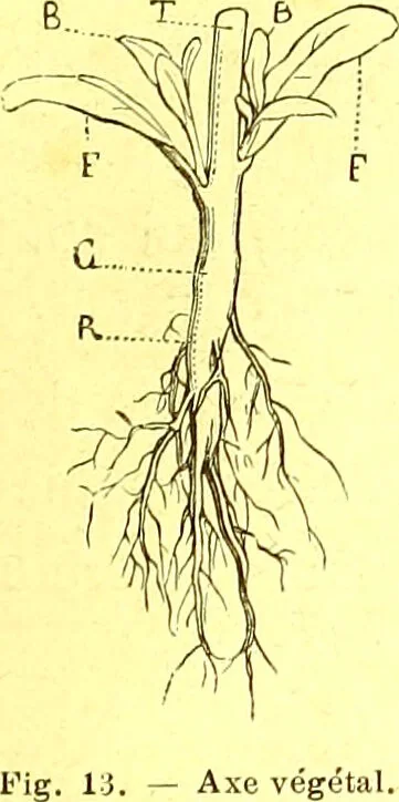 An illustration from Flore pittoresque de la France : anatomie, physiologie, classification, description des plantes indigènes et cultivées au point de vue de l'agriculture, de l'horticulture et de la sylviculture / publiée sous la direction de J. Rothschild., 1885, leaf 27