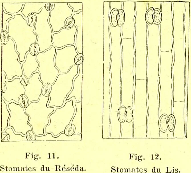 An illustration from Flore pittoresque de la France : anatomie, physiologie, classification, description des plantes indigènes et cultivées au point de vue de l'agriculture, de l'horticulture et de la sylviculture / publiée sous la direction de J. Rothschild., 1885, leaf 27