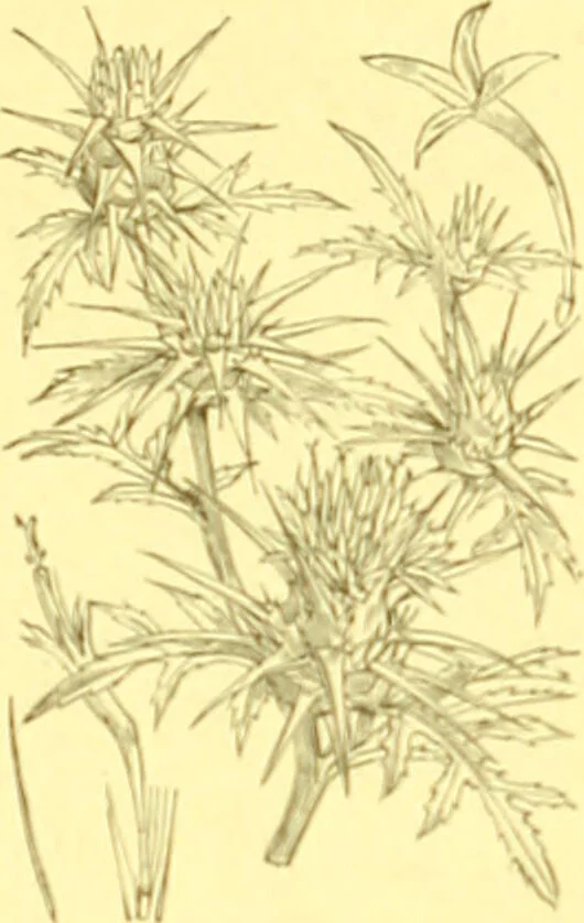 An illustration from Flore pittoresque de la France : anatomie, physiologie, classification, description des plantes indigènes et cultivées au point de vue de l'agriculture, de l'horticulture et de la sylviculture / publiée sous la direction de J. Rothschild., 1885, leaf 270