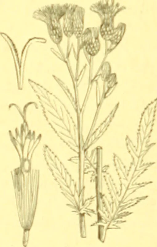 An illustration from Flore pittoresque de la France : anatomie, physiologie, classification, description des plantes indigènes et cultivées au point de vue de l'agriculture, de l'horticulture et de la sylviculture / publiée sous la direction de J. Rothschild., 1885, leaf 270