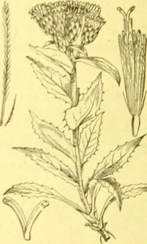 An illustration from Flore pittoresque de la France : anatomie, physiologie, classification, description des plantes indigènes et cultivées au point de vue de l'agriculture, de l'horticulture et de la sylviculture / publiée sous la direction de J. Rothschild., 1885, leaf 270