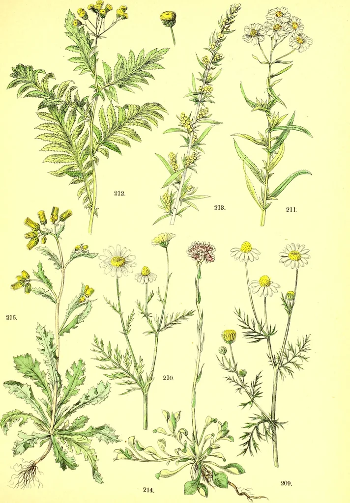 An illustration from Flore pittoresque de la France : anatomie, physiologie, classification, description des plantes indigènes et cultivées au point de vue de l'agriculture, de l'horticulture et de la sylviculture / publiée sous la direction de J. Rothschild., 1885, leaf 271