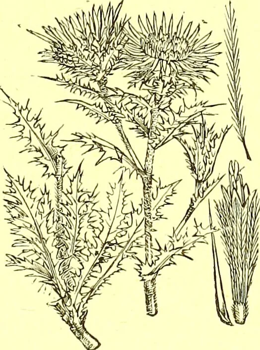 An illustration from Flore pittoresque de la France : anatomie, physiologie, classification, description des plantes indigènes et cultivées au point de vue de l'agriculture, de l'horticulture et de la sylviculture / publiée sous la direction de J. Rothschild., 1885, leaf 273