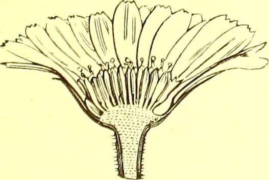 An illustration from Flore pittoresque de la France : anatomie, physiologie, classification, description des plantes indigènes et cultivées au point de vue de l'agriculture, de l'horticulture et de la sylviculture / publiée sous la direction de J. Rothschild., 1885, leaf 273