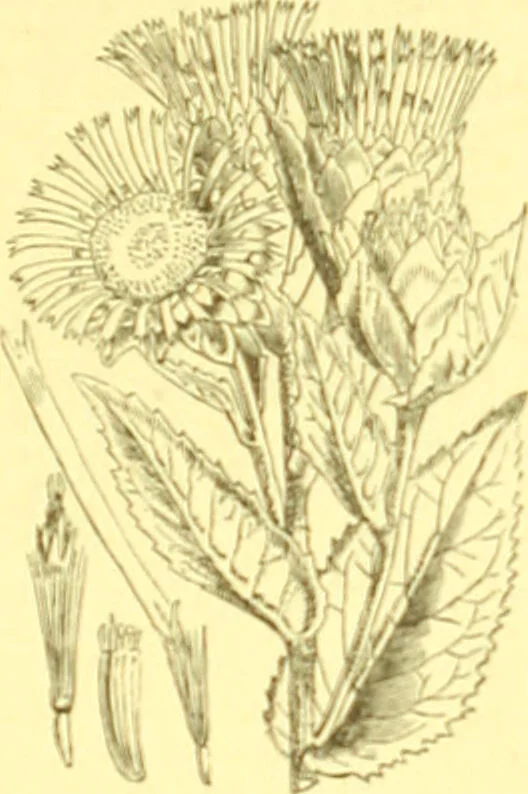 An illustration from Flore pittoresque de la France : anatomie, physiologie, classification, description des plantes indigènes et cultivées au point de vue de l'agriculture, de l'horticulture et de la sylviculture / publiée sous la direction de J. Rothschild., 1885, leaf 274
