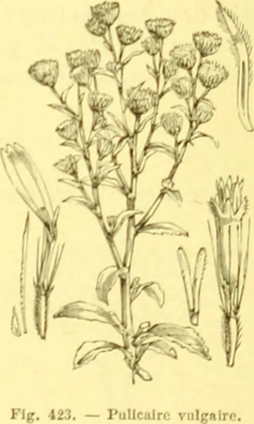 An illustration from Flore pittoresque de la France : anatomie, physiologie, classification, description des plantes indigènes et cultivées au point de vue de l'agriculture, de l'horticulture et de la sylviculture / publiée sous la direction de J. Rothschild., 1885, leaf 274