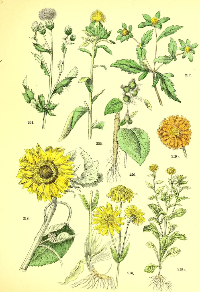 An illustration from Flore pittoresque de la France : anatomie, physiologie, classification, description des plantes indigènes et cultivées au point de vue de l'agriculture, de l'horticulture et de la sylviculture / publiée sous la direction de J. Rothschild., 1885, leaf 275