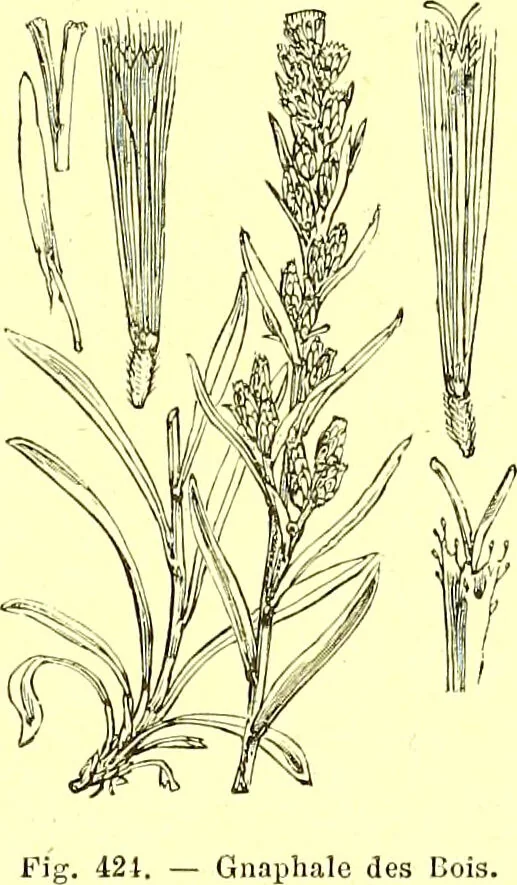 An illustration from Flore pittoresque de la France : anatomie, physiologie, classification, description des plantes indigènes et cultivées au point de vue de l'agriculture, de l'horticulture et de la sylviculture / publiée sous la direction de J. Rothschild., 1885, leaf 277