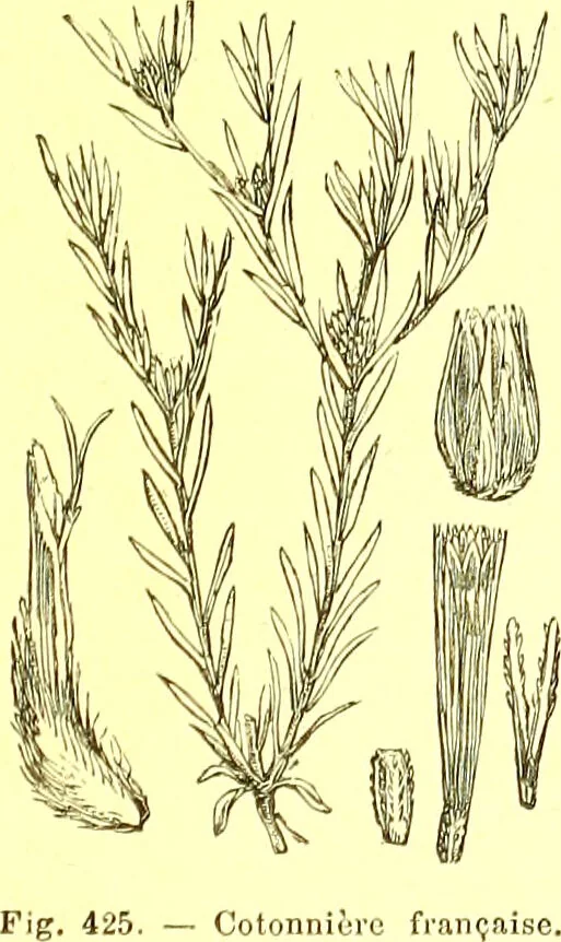 An illustration from Flore pittoresque de la France : anatomie, physiologie, classification, description des plantes indigènes et cultivées au point de vue de l'agriculture, de l'horticulture et de la sylviculture / publiée sous la direction de J. Rothschild., 1885, leaf 277