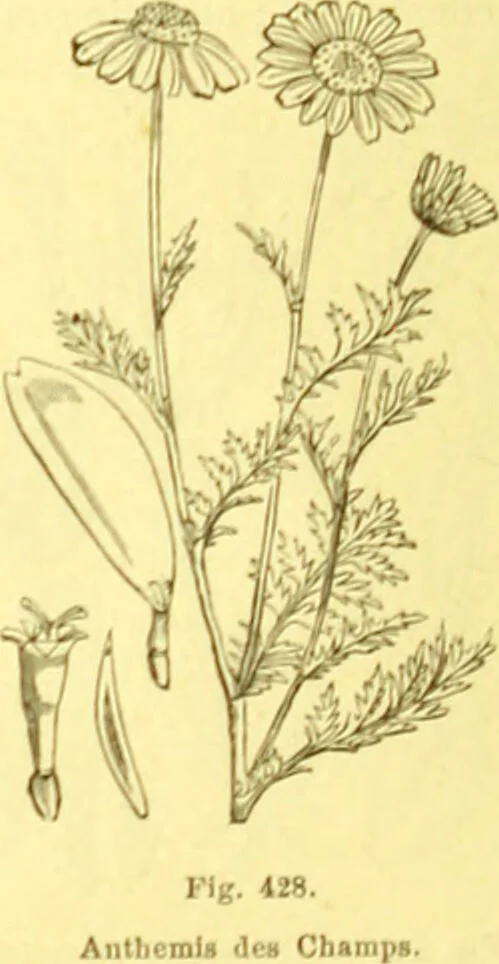 An illustration from Flore pittoresque de la France : anatomie, physiologie, classification, description des plantes indigènes et cultivées au point de vue de l'agriculture, de l'horticulture et de la sylviculture / publiée sous la direction de J. Rothschild., 1885, leaf 278