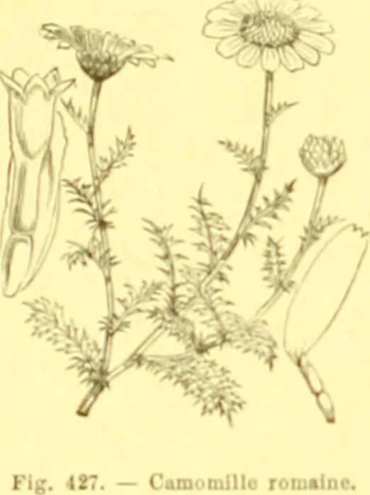 An illustration from Flore pittoresque de la France : anatomie, physiologie, classification, description des plantes indigènes et cultivées au point de vue de l'agriculture, de l'horticulture et de la sylviculture / publiée sous la direction de J. Rothschild., 1885, leaf 278