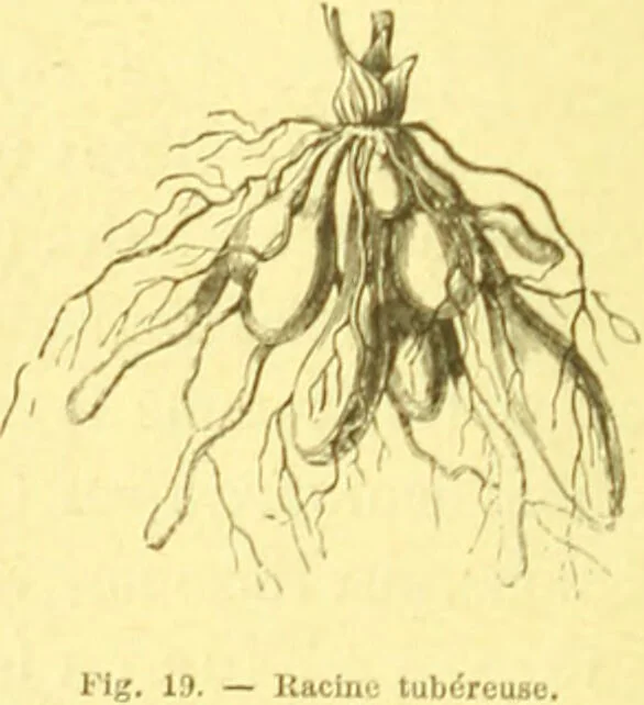 An illustration from Flore pittoresque de la France : anatomie, physiologie, classification, description des plantes indigènes et cultivées au point de vue de l'agriculture, de l'horticulture et de la sylviculture / publiée sous la direction de J. Rothschild., 1885, leaf 28