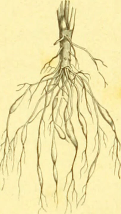 An illustration from Flore pittoresque de la France : anatomie, physiologie, classification, description des plantes indigènes et cultivées au point de vue de l'agriculture, de l'horticulture et de la sylviculture / publiée sous la direction de J. Rothschild., 1885, leaf 28