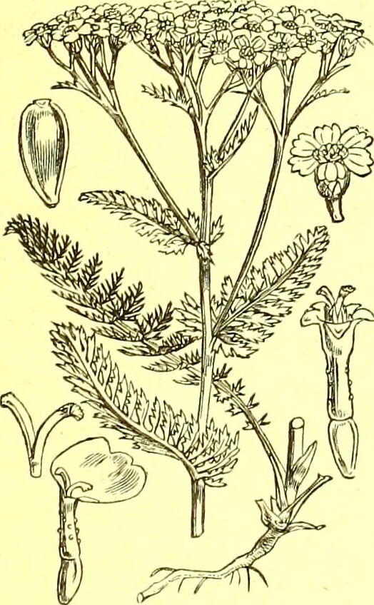 An illustration from Flore pittoresque de la France : anatomie, physiologie, classification, description des plantes indigènes et cultivées au point de vue de l'agriculture, de l'horticulture et de la sylviculture / publiée sous la direction de J. Rothschild., 1885, leaf 281