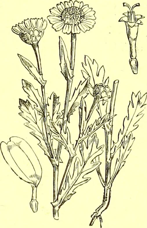 An illustration from Flore pittoresque de la France : anatomie, physiologie, classification, description des plantes indigènes et cultivées au point de vue de l'agriculture, de l'horticulture et de la sylviculture / publiée sous la direction de J. Rothschild., 1885, leaf 281