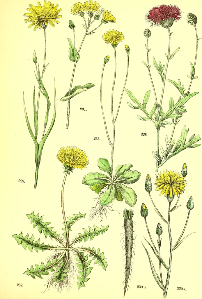 An illustration from Flore pittoresque de la France : anatomie, physiologie, classification, description des plantes indigènes et cultivées au point de vue de l'agriculture, de l'horticulture et de la sylviculture / publiée sous la direction de J. Rothschild., 1885, leaf 282