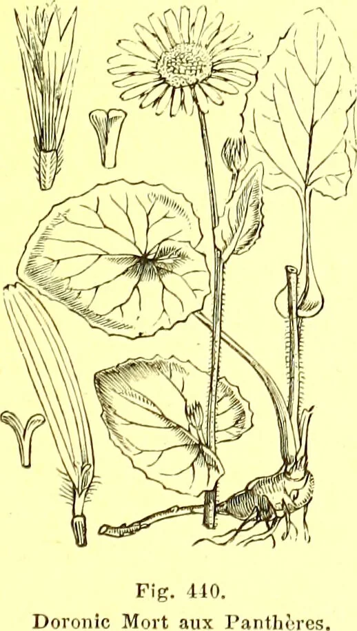 An illustration from Flore pittoresque de la France : anatomie, physiologie, classification, description des plantes indigènes et cultivées au point de vue de l'agriculture, de l'horticulture et de la sylviculture / publiée sous la direction de J. Rothschild., 1885, leaf 284
