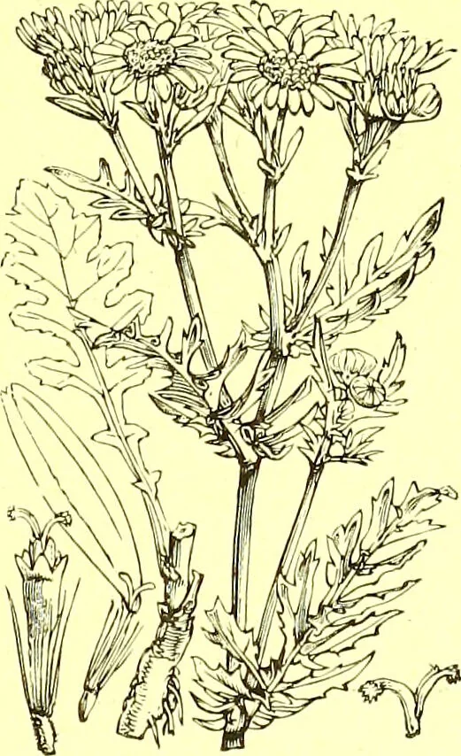 An illustration from Flore pittoresque de la France : anatomie, physiologie, classification, description des plantes indigènes et cultivées au point de vue de l'agriculture, de l'horticulture et de la sylviculture / publiée sous la direction de J. Rothschild., 1885, leaf 284