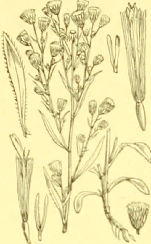 An illustration from Flore pittoresque de la France : anatomie, physiologie, classification, description des plantes indigènes et cultivées au point de vue de l'agriculture, de l'horticulture et de la sylviculture / publiée sous la direction de J. Rothschild., 1885, leaf 285