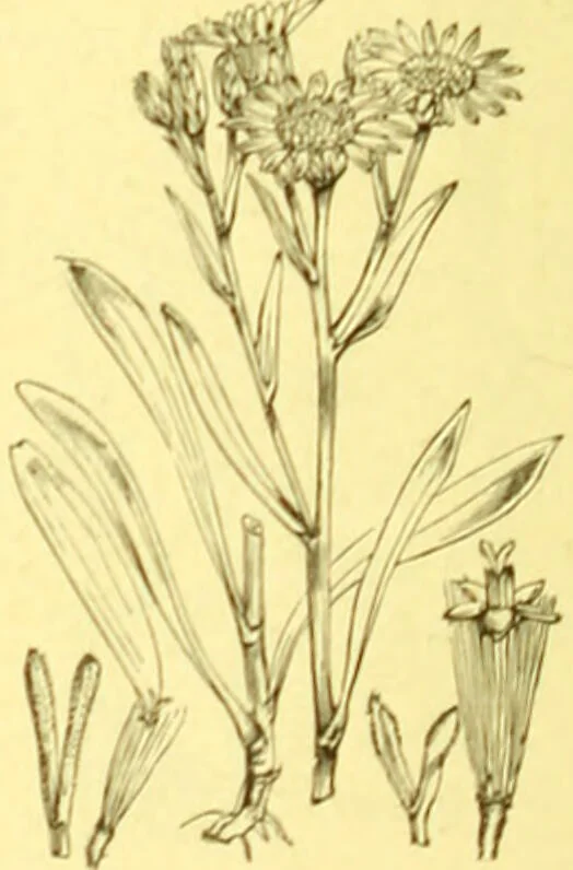 An illustration from Flore pittoresque de la France : anatomie, physiologie, classification, description des plantes indigènes et cultivées au point de vue de l'agriculture, de l'horticulture et de la sylviculture / publiée sous la direction de J. Rothschild., 1885, leaf 285