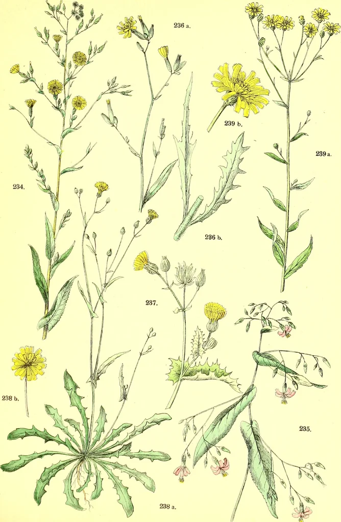 An illustration from Flore pittoresque de la France : anatomie, physiologie, classification, description des plantes indigènes et cultivées au point de vue de l'agriculture, de l'horticulture et de la sylviculture / publiée sous la direction de J. Rothschild., 1885, leaf 286