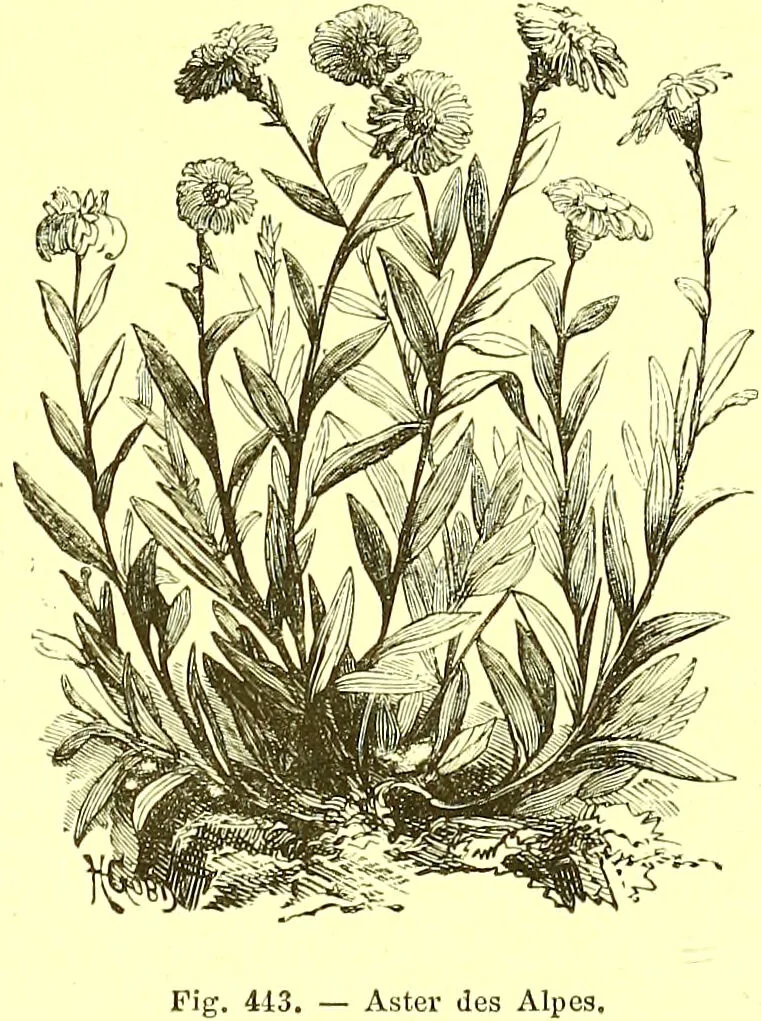 An illustration from Flore pittoresque de la France : anatomie, physiologie, classification, description des plantes indigènes et cultivées au point de vue de l'agriculture, de l'horticulture et de la sylviculture / publiée sous la direction de J. Rothschild., 1885, leaf 288