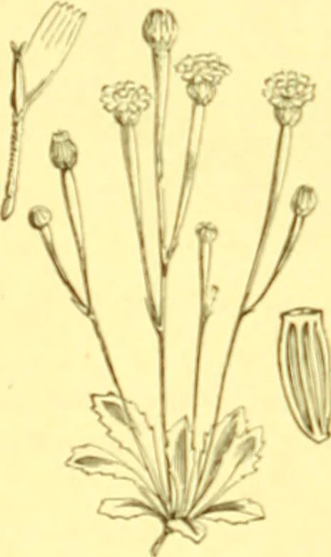 An illustration from Flore pittoresque de la France : anatomie, physiologie, classification, description des plantes indigènes et cultivées au point de vue de l'agriculture, de l'horticulture et de la sylviculture / publiée sous la direction de J. Rothschild., 1885, leaf 289