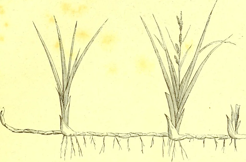 An illustration from Flore pittoresque de la France : anatomie, physiologie, classification, description des plantes indigènes et cultivées au point de vue de l'agriculture, de l'horticulture et de la sylviculture / publiée sous la direction de J. Rothschild., 1885, leaf 29