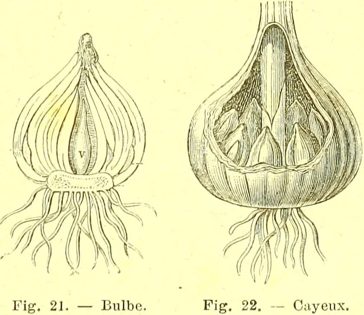 An illustration from Flore pittoresque de la France : anatomie, physiologie, classification, description des plantes indigènes et cultivées au point de vue de l'agriculture, de l'horticulture et de la sylviculture / publiée sous la direction de J. Rothschild., 1885, leaf 29