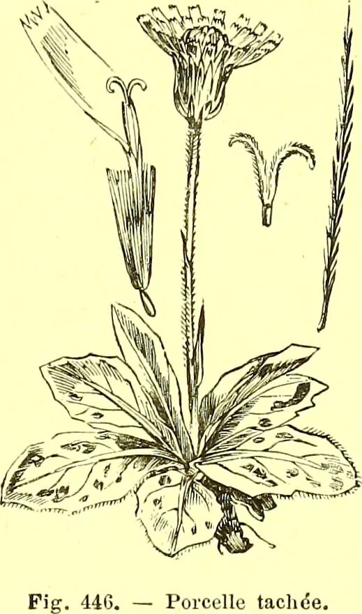 An illustration from Flore pittoresque de la France : anatomie, physiologie, classification, description des plantes indigènes et cultivées au point de vue de l'agriculture, de l'horticulture et de la sylviculture / publiée sous la direction de J. Rothschild., 1885, leaf 292
