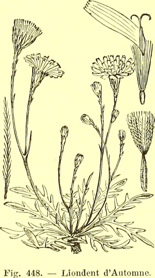 An illustration from Flore pittoresque de la France : anatomie, physiologie, classification, description des plantes indigènes et cultivées au point de vue de l'agriculture, de l'horticulture et de la sylviculture / publiée sous la direction de J. Rothschild., 1885, leaf 292